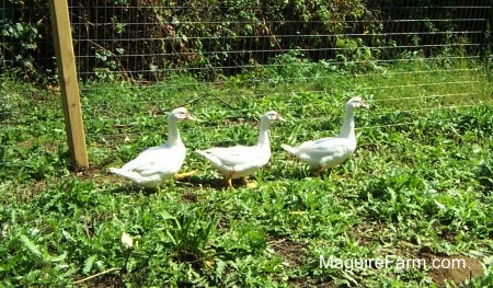 Three white ducks are walking in green weeds in a row across a wired fence line