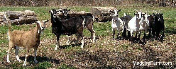 Eight goats are standing in a field in front of large tree stumps