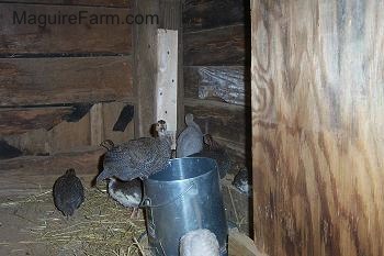 A keet is perched on the food dispenser. In the background, the rest of the keets are standing in the hay.