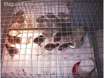 View from the top - Nine keets in a cage lined with paper towels with a food and water dispencer placed in it. There is a heat lamp on one side of the cage.