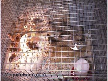 View from the top - Keets are in a messy cage. A lot of the the babies are in front of a mirror