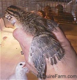 The wing of a keet with the feathers starting to grow in extended in a persons hand. There are other keets down below in the cage.