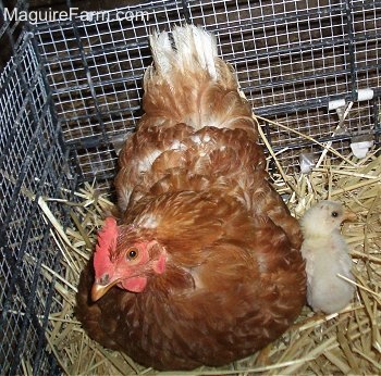 A red hen is laying on hay next to a chick in a cage