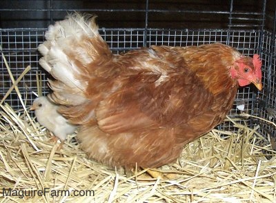 A Red Hen is walking on Hay and there is a chick behind it