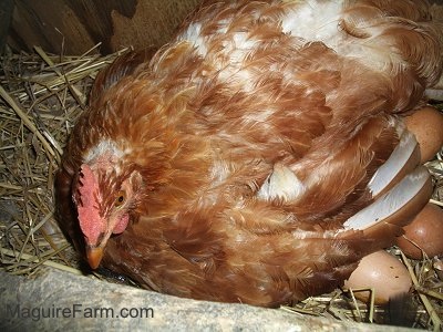 A hen is laying on eggs in a barn