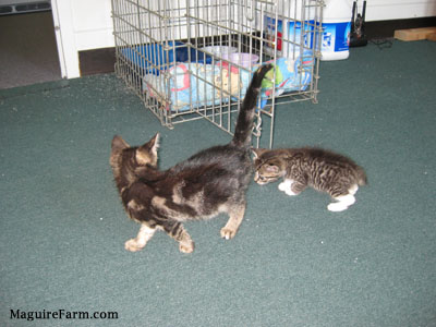 Two kittens on a green carpeted floor with a little gray dog crate behind them.
