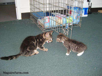Two tiny kittens on a green carpet face to face with a crate and litter containers behind them.