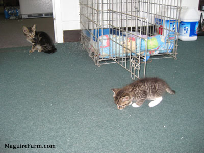 Two kittens on a green carpeted floor. One is smelling the floor and the other is watching. There is a small crate with containers of cat litter near them.