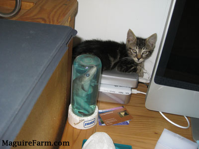 A tiny tiger kitten laying on top of a Time Machine hard drive that is connected to a Mac computer. There is a baby shark in water on the desk.
