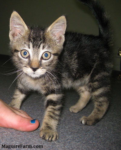 A little tiger kitten standing on a gray carpet with a foot in front if it. The foot has blue painted toe nails.