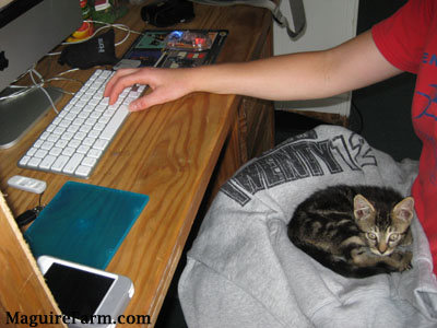 A kitten sitting on a gray sweatshirt on the lap of a person who is at a computer desk and typing on a keyboard