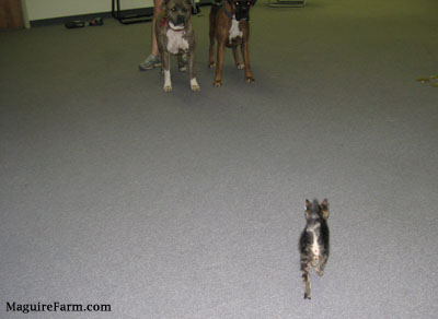 Two dogs a pit bull and a boxer standing on a gray carpet watching an approaching tiger kitten.
