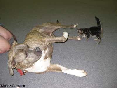 A gray blue-nose brindle and white pit bull laying on its side showing his belly to a tiny gray tiger kitten who is smelling his back leg.