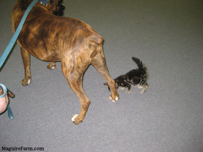A tiny tiger cat smelling the back foot of a brown brindle boxer dog