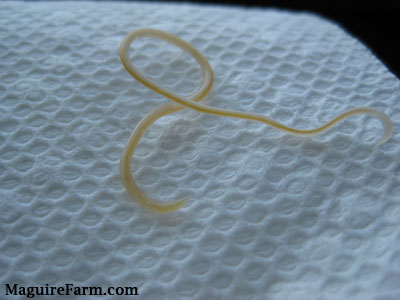 A long spaghetti-like looking worm on a white paper towel