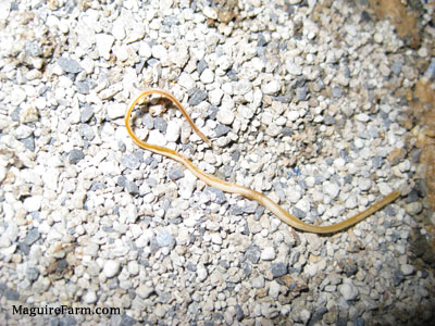 A dried up spaghetti-like worm inside of a litter box