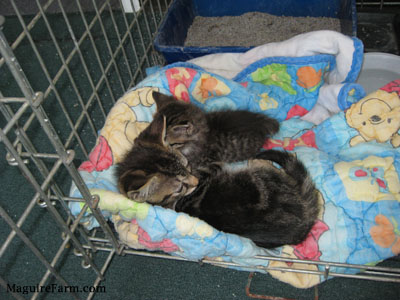 Two tiny tiger kittens sleeping on a winnie the pooh blanket inside of a crate with a litter box, water and food dish next to them.