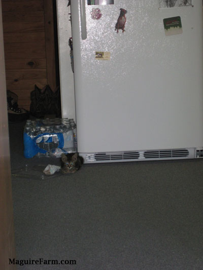 A tiny little kitten next to a white refrigerator that has magnets on it with a case of bottled water in front of the kitten and next to the refrigerator.