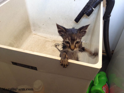 A wet kitten jumped up at the side of a white utility sink trying to get out