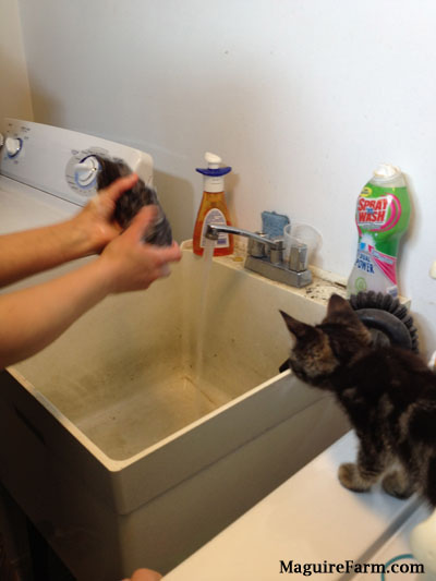 A tiny wet kitten being held over a white utility sink that is on with running water with a second kitten watching.