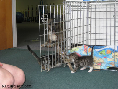 Two kittens playing between an open crate door with a blue-nose pit bull dog laying down outside the door watching them play. There is a Winnie the Pooh blanket inside of the crate.