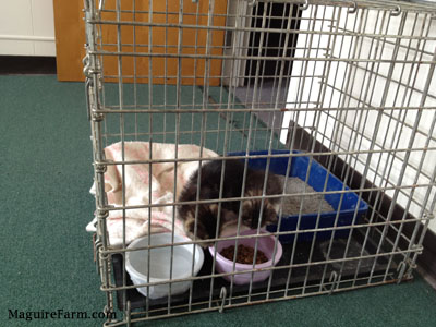 Two kittens inside of a dog crate eating food out of a food dish. There is a water dish, a Minnie Mouse blanket and a litter box inside the crate, too.