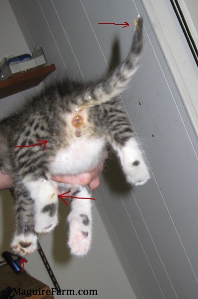 A kitten being held in the air with an arrow pointing to poop that is stuck to the kittens tail.