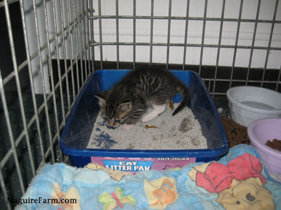 A tiny little kiteen pooping in a litter box inside of a crate with a Winnie the Pooh blanket, water and food bowls next to it.