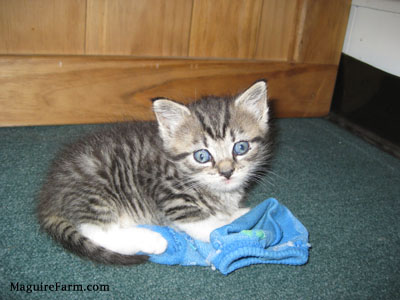A tiny little blue-eyed kitten on top of a blue sock on a green carpeted floor in front of a wooden cabinet.