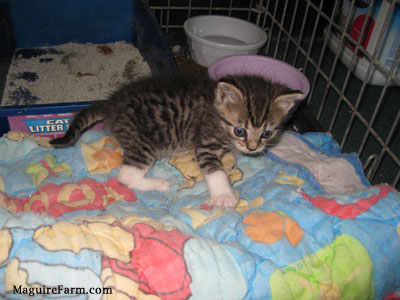 A little kitten on top of a winnie the pooh blanket inside of a crate with food, water and a litter box in it. 