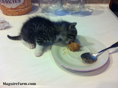 A tiny little kitten on top of a white counter top eating can food from a saucer plate with a cookie jar behind it.