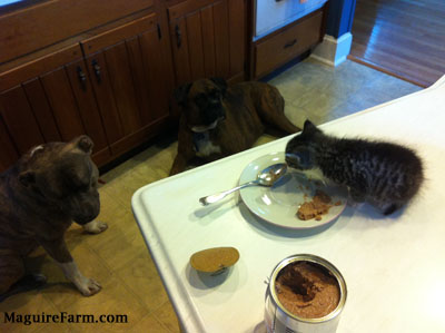 A tiny kitten on top of a white counter next to a plate of food looking down at Bruno the Boxer and Spencer the Pit Bull