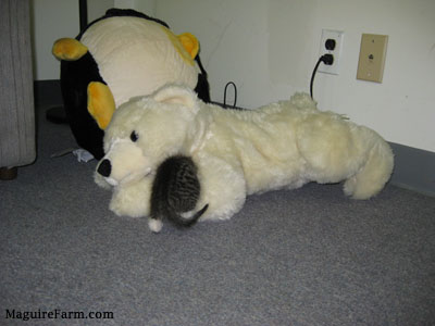 A little tiger kitten crawling inside of a giant plush teddy bear.