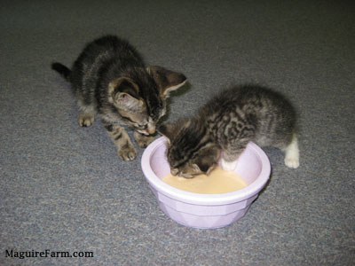 Two little tiger kittens drinking replacement milk out of a pink plastic dish.