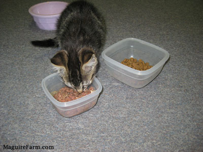 A little tiger kitten eating can cat food out of a clear plastic dish with dish of dry food and a water bowl next to and behind it.