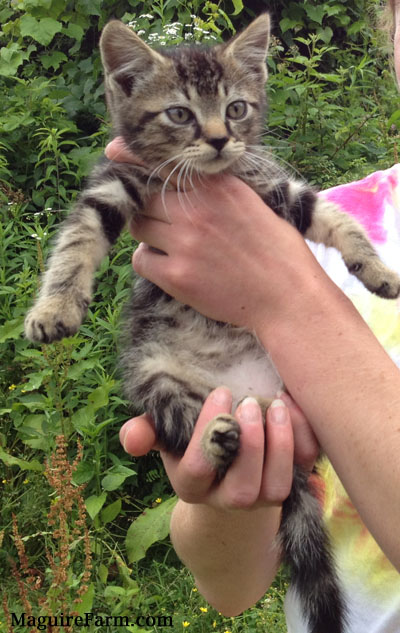 A little tiger kitten being held in the air by a person