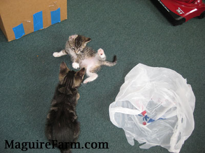 Two little tiger cats playing on a green carpet. One is on its side showing its belly batting at the other who is sitting in front of it. They are next to a white plastic bag, a cardboard box and a red vacuum cleaner.