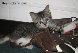 A tiny tiger and white kitten laying on a green carpet on top of a purse that is laying on the floor.