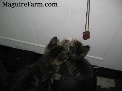 Two kittens about to paw at a cord hanging from the blindes above