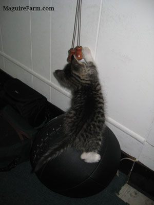 A tiny tiger kitten with white paws jumped up and pawing at a cord that closes the blindes above