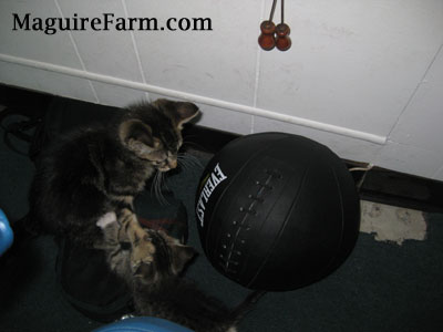 Two small tiger kittens playing on a green carpeted floor next to a big black ball.