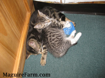Two tiger kittens sleeping on a green carpet next to a wooden cabinet with a blue sock under one of the kittens.