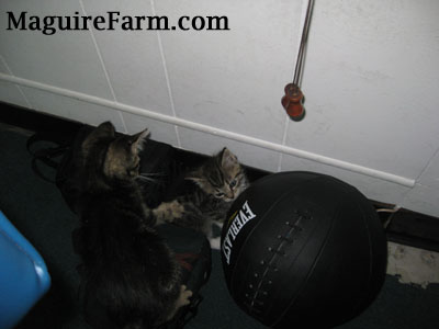 Two tiger kittens playing on the floor next to a big black ball
