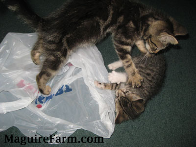 Two tiger kittens playing on top of and next to a white plastic PetSmart bag. One kitten is pawing the other.