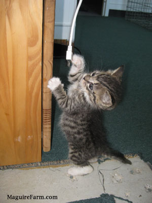 A tiny tiger kitten with white paws batting at a white cord that is hanging from a wooden cabinet.