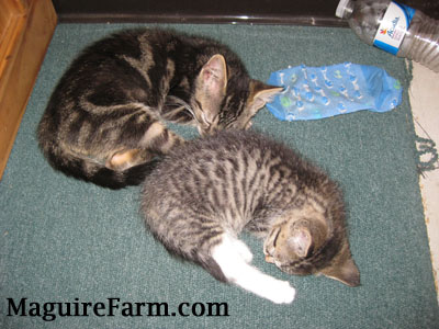Two tiger kittens sleeping on a green carpet next to a blue sock and an empty water bottle