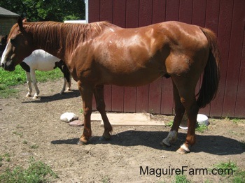 A brown with white horse is standing in dirt in front of a red lean-to with a brown and white paint pony in the distance.