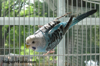 Close Up - A blue with black and white parakeet is holding on to the side of the cage in front of a window.