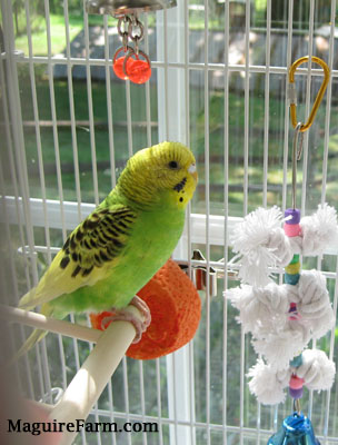 A green and yellow with black parakeet is standing on a wooden perch. 