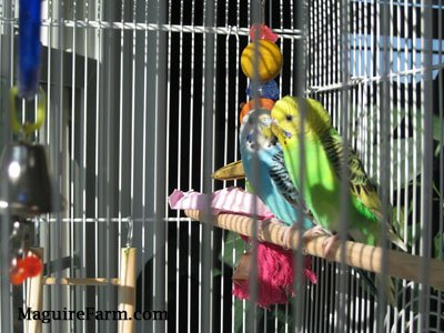 A blue with black and white and a green and yellow with black parakeet are standing on a wooden perch in a cage. There are bells and ropes hanging all around
